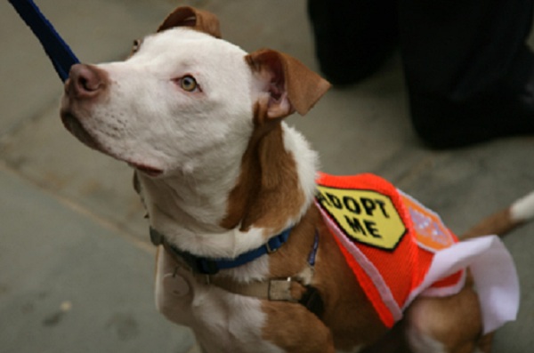 An adoptable pet who visited City Hall in 2010 for the announcement of a major grant to the Mayor's Alliance for NYC's Animals, a coalition of more than 160 animal rescue groups and shelters that work with Animal Care & Control of New York City.
