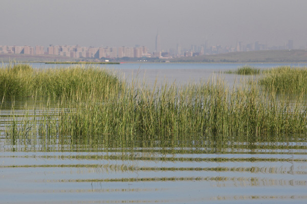 Even more than sewer overflows, routine emissions from water pollution control plants are a hazard to Jamaica Bay's health.